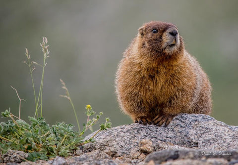 Cuz I Like Say'n Marmot 20" x 30" metal print