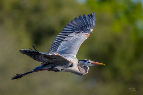 Great Blue On Green 20" x 30" metal print