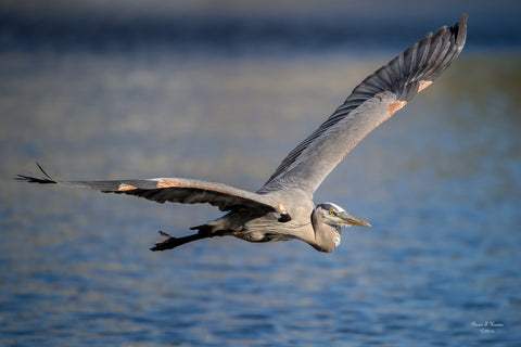 Great Blue On Blue 20" x 30" metal print