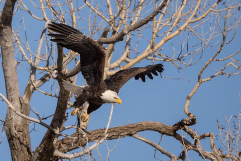 Eagle Launch 16" x 20" metal print