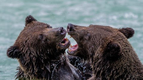 Oh Brother 20" x 36" metal print